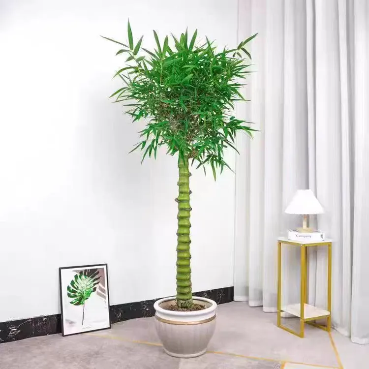 佛肚竹室内盆栽绿植四季常青禅意竹子庭院观赏植物