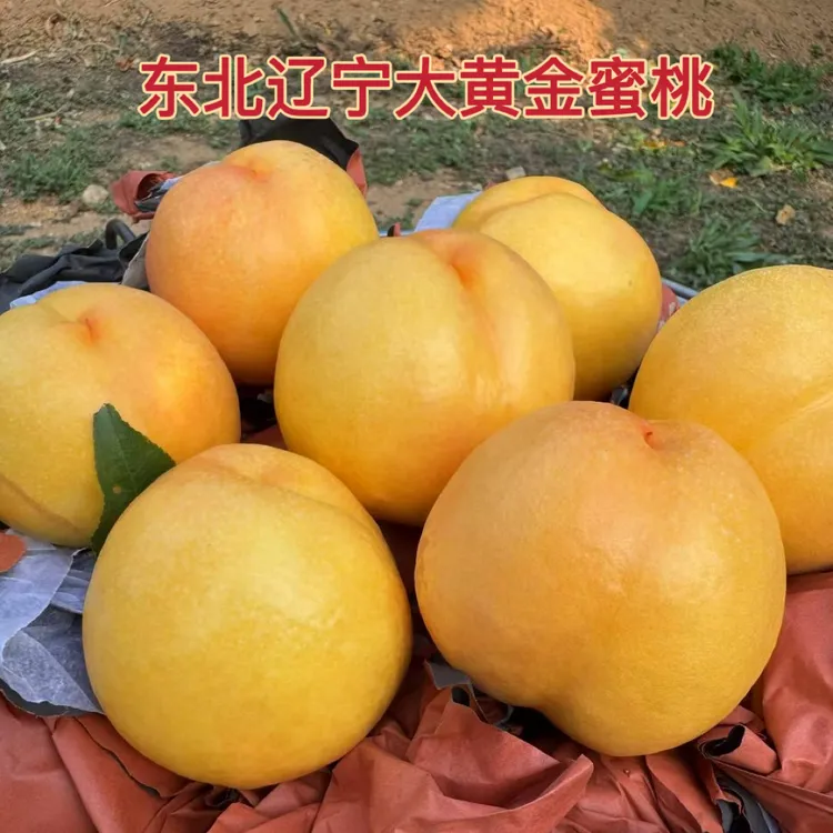 东北辽宁大黄油蜜桃 软脆两吃 新鲜现摘应季水果
