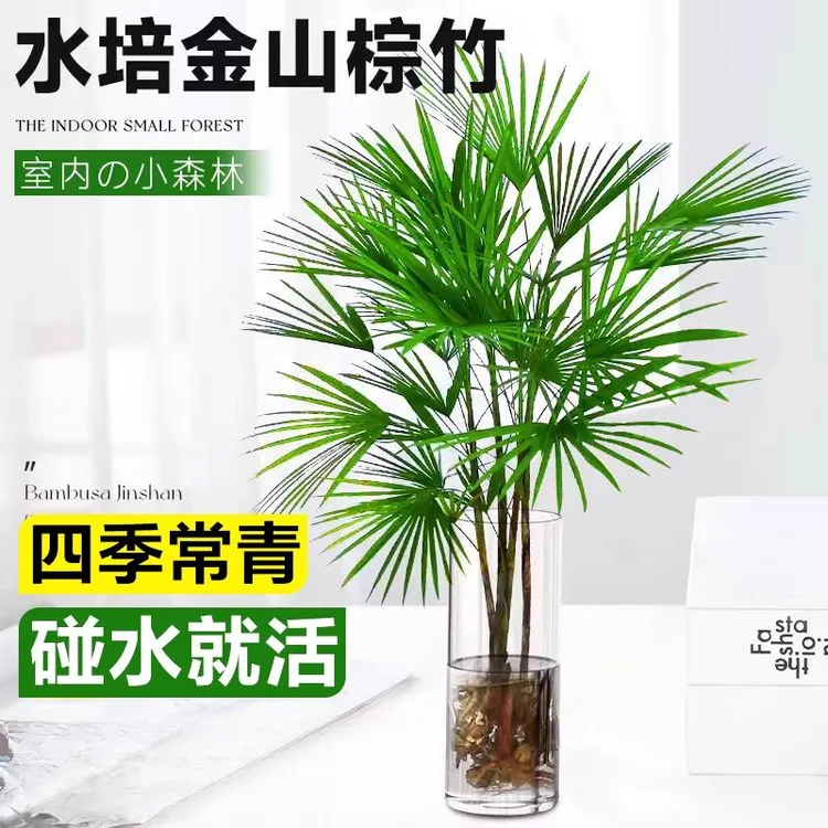 水培细叶金山棕竹盆栽富贵竹植物室内好养客厅大型招财水竹子绿植