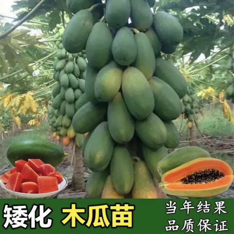 广西木瓜树苗大青冰糖红心木瓜苗矮化特大木瓜苗南方种植四季结果