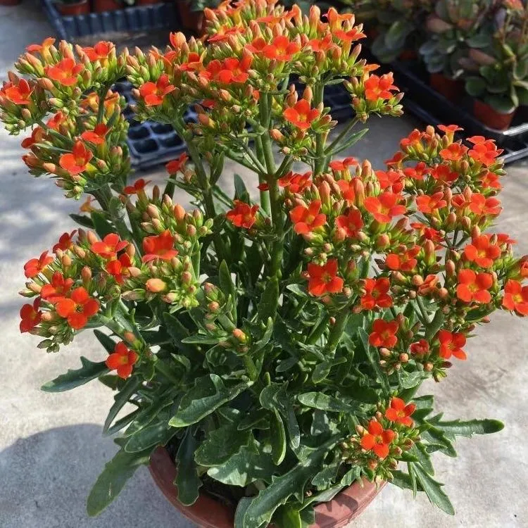 鹿角橙长寿花四季开花高档花卉正宗好看好养护花苞特级长寿花粗杆