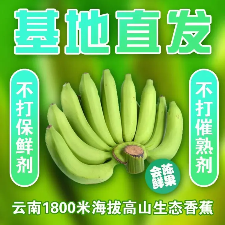 云南高山青皮香蕉自行催熟更健康软糯香甜应季水果