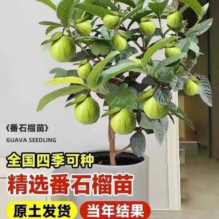 珍珠番石榴树果苗红心帝王芭乐树苗四季结果嫁接果树果苗当年结果