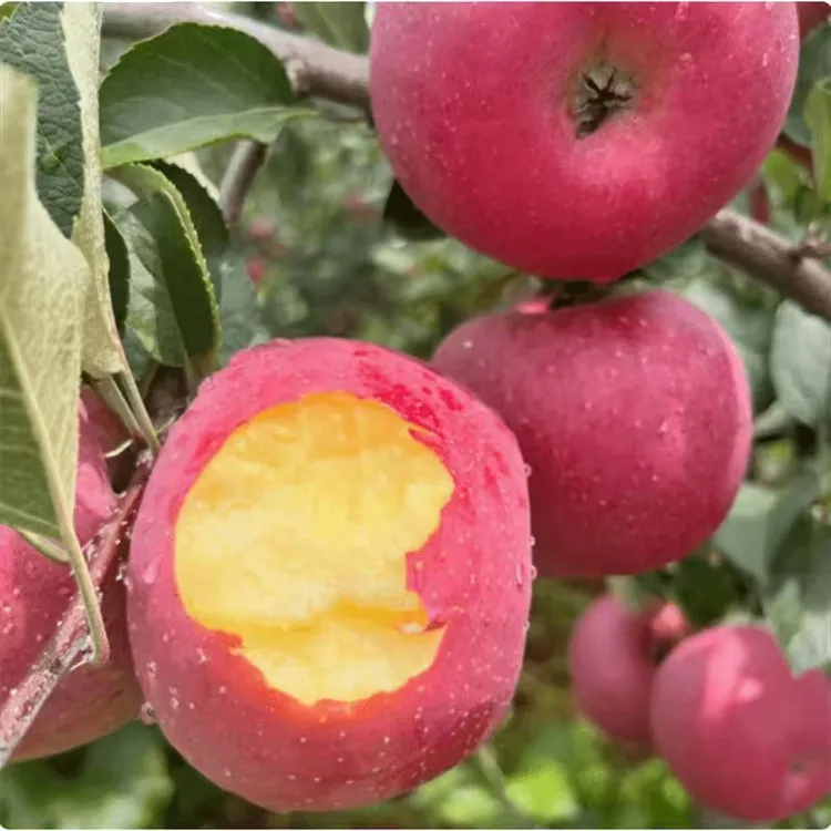 大红富士苹果树果苗嫁接冰糖心南方北方盆栽地栽庭院果树大树