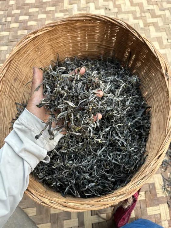 新人福利【古树】2025年茶园古树纯料散茶