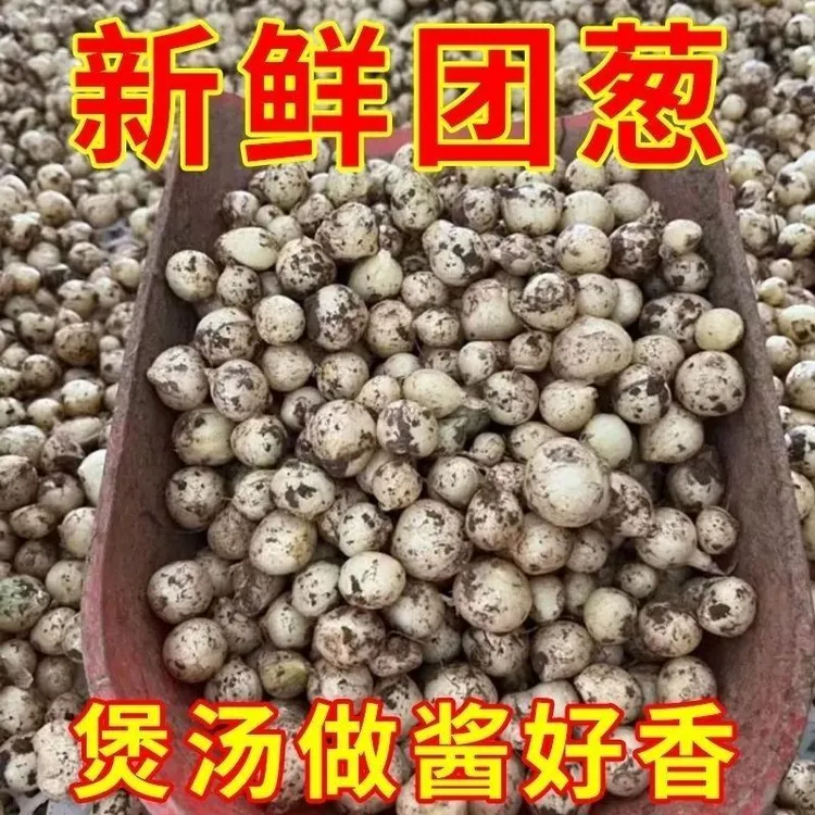 新鲜四川苦藠小根蒜团葱野葱头九母子圆藠子薤白农家种植