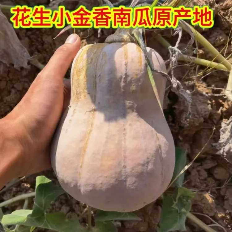 新鲜金香花生南瓜老品种软糯香甜农家自种南瓜商品图