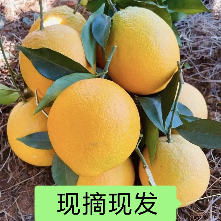 时令应季赣南脐橙种植基地现摘现发