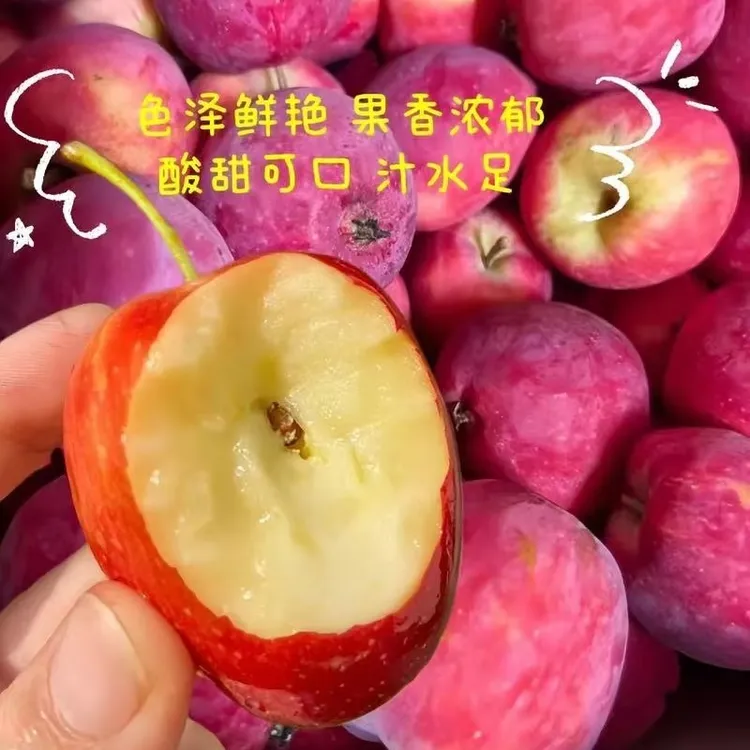 鸡心果盆栽盆景耐寒抗寒香妃海棠树苗