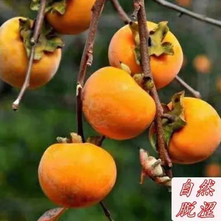 罗田甜柿自然脱涩  脆甜爽口    现摘现发 福利品