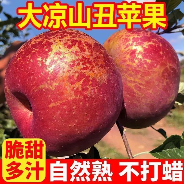 大凉山丑苹果新鲜现摘脆甜多汁营养丰富水果甜脆苹果产地直发