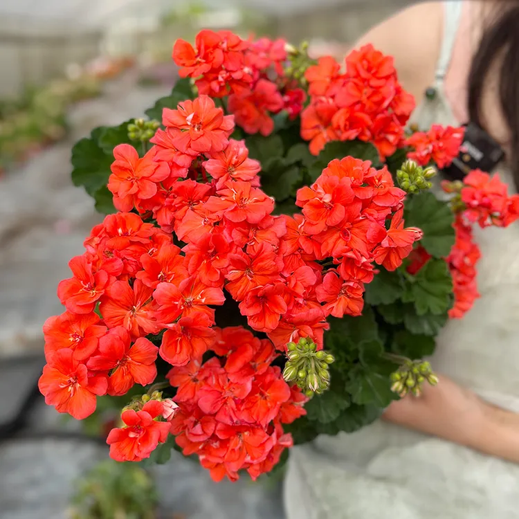 惠惠的花园 直立天竺葵泡泡三文鱼 多季勤花阳台庭院花卉绿植盆栽