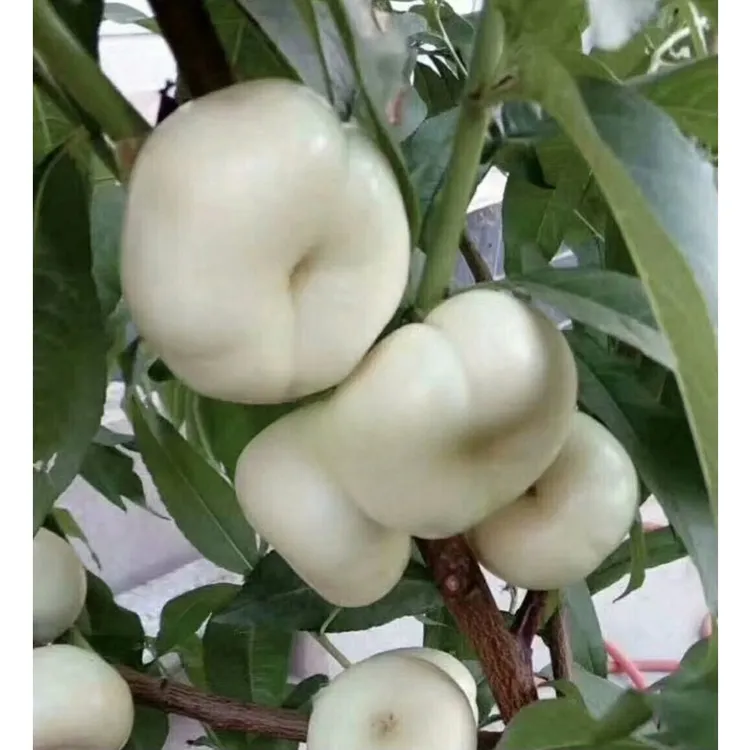 3年苗买一送一白油蟠桃苗嫁接奶油白蟠桃树苗盆栽地栽突围桃树苗