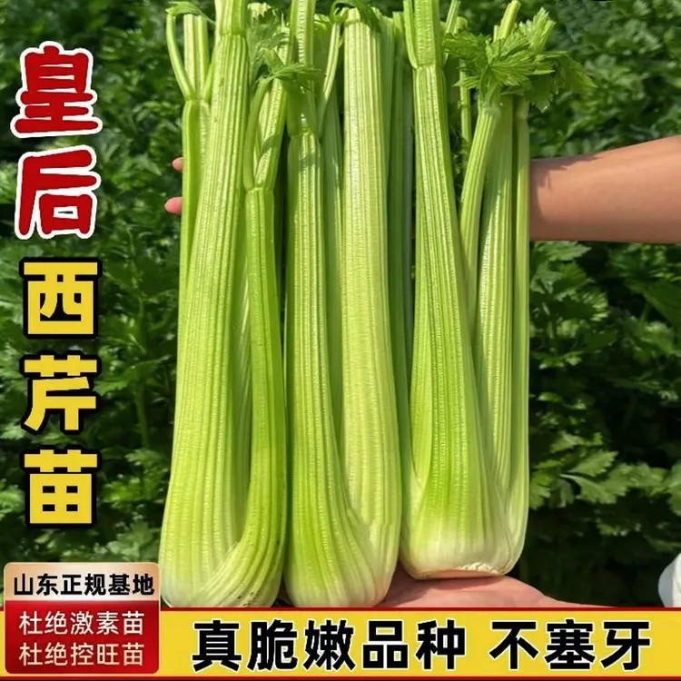 寿光苗场直发芹菜苗大全