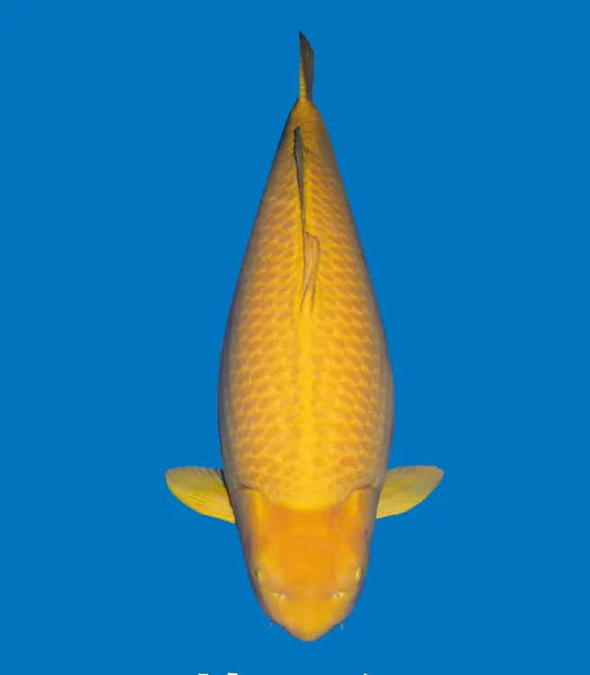 大日红白锦鲤观赏鱼