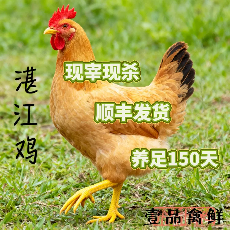 散养150天正宗新鲜现杀黄油黄皮黄肉湛江鸡无内脏