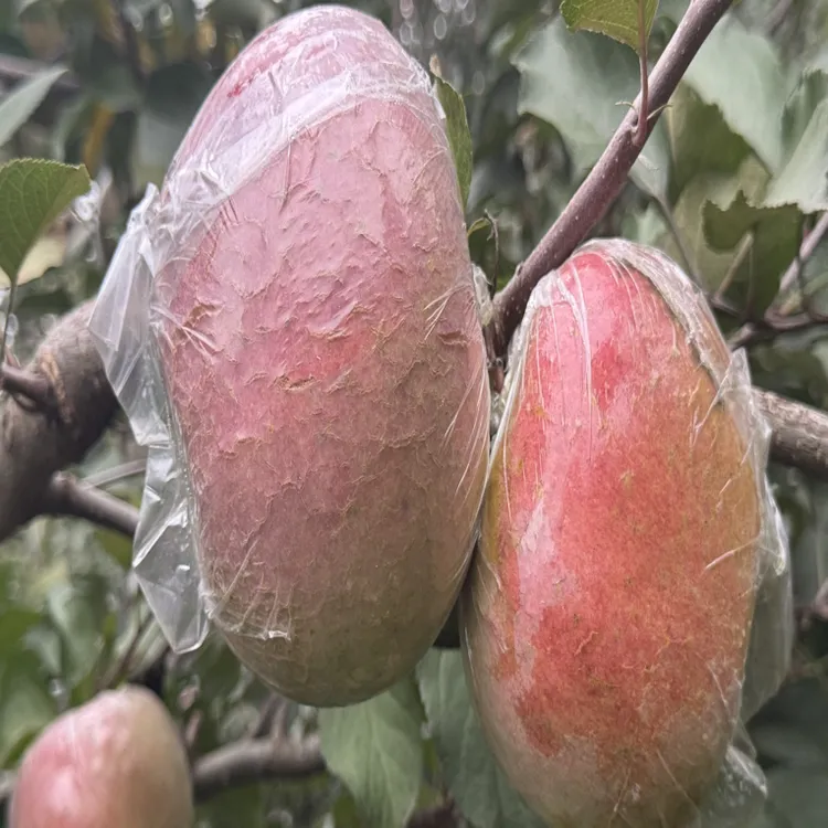 微裂皮（瑕疵果）原生态绿色食品松脆香甜果园现摘现发