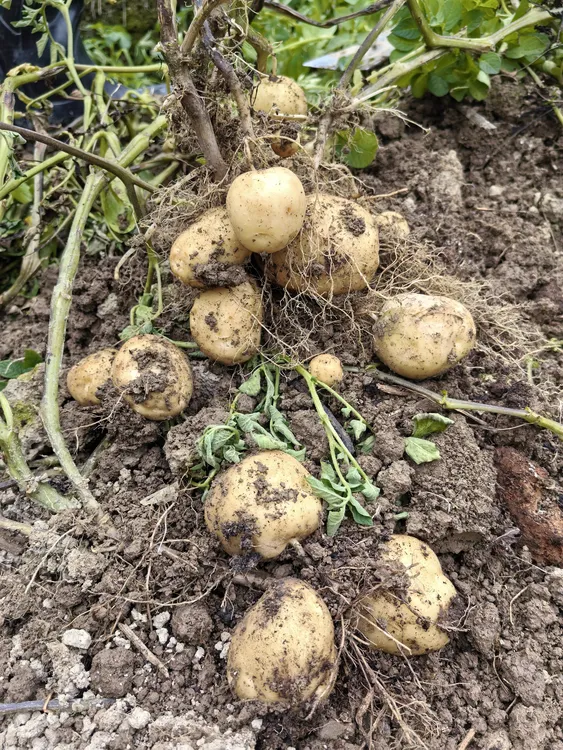 高山原生态现挖小土豆新鲜洋芋马铃薯农家自种包邮