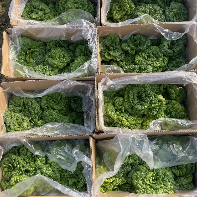 新鲜黄心菜乌塌菜矮白菜菊花菜露天青菜可用于清炒火锅的优质蔬菜