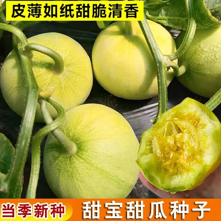 【春播】一品甜宝甜瓜种子香瓜种籽绿皮超甜薄皮正品号蔬菜蔬菜种子