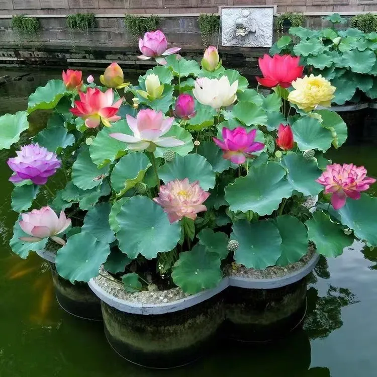 中大型高杆观赏荷花种藕水养盆栽池塘庭院好养