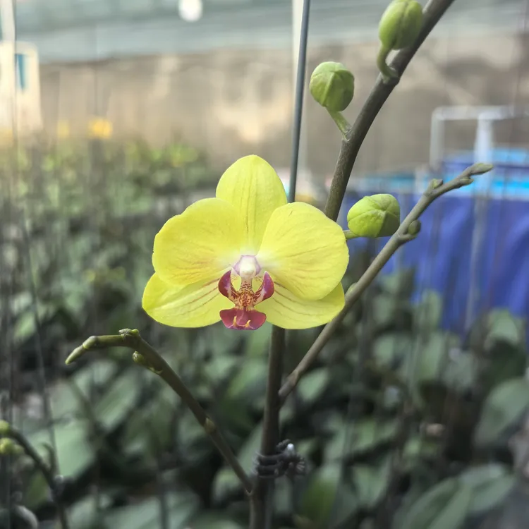 3.5寸蝴蝶兰金公主出剑苗