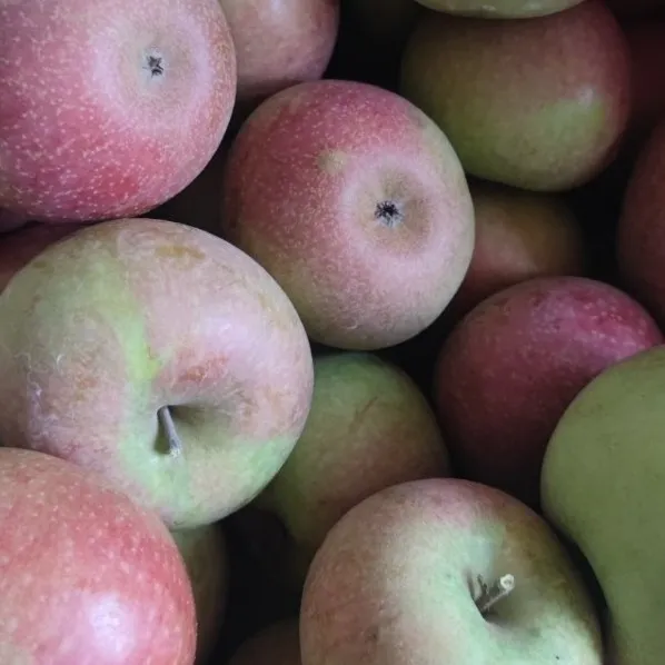 承德国光苹果 酸甜爽脆 汁多可口 