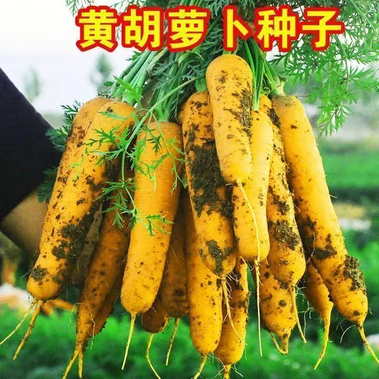 【大黄胡萝卜种子】四季种植盆栽地栽阳台小院种植