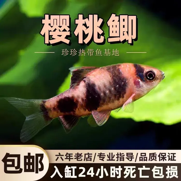 红尾樱桃鲫鱼冷水荧光观赏鱼原生彩虹淡水养活小型活体溪流群游