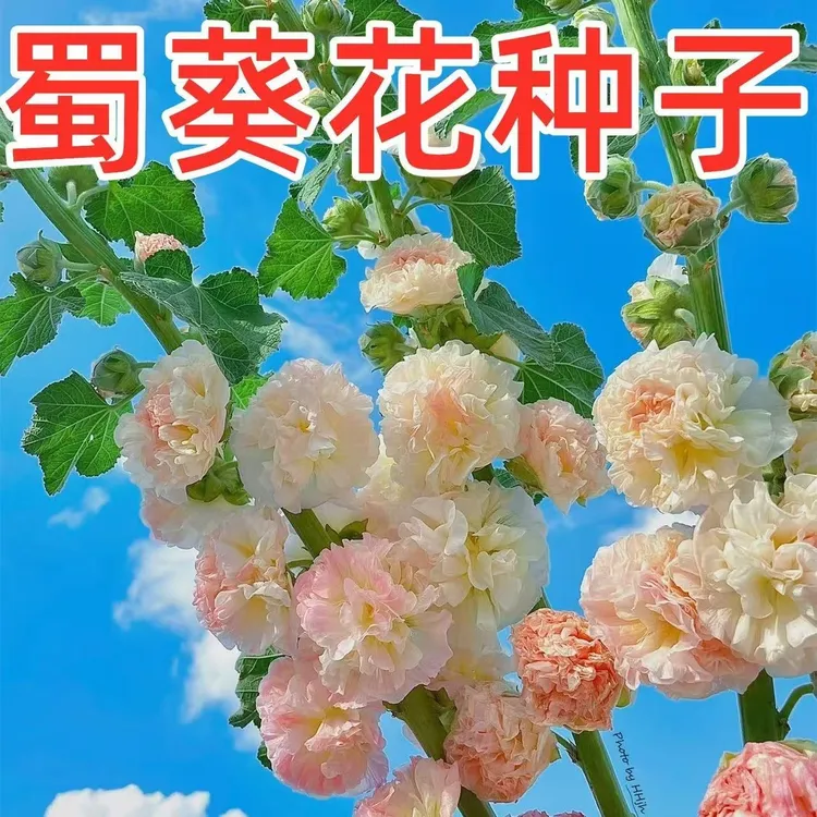蜀葵花种子籽子四季开花室外花籽易活花卉种籽夏天庭院花种孑