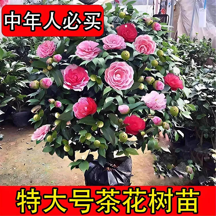 茶花树苗四季香妃五色赤丹山茶花盆栽适合室内开花植物冬季花卉