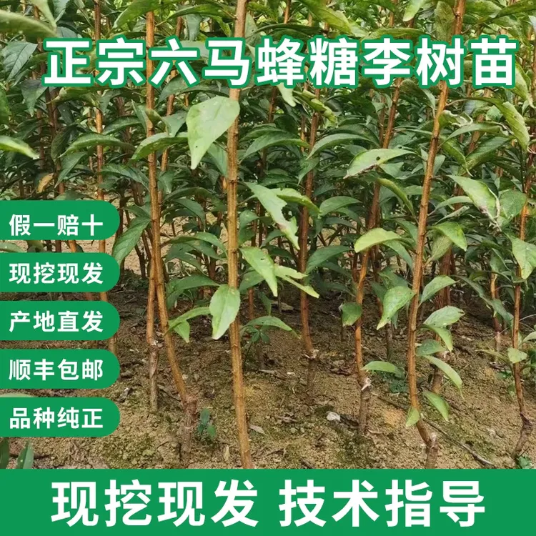 正宗贵州六马蜂糖李子苗批发现挖现发原产地直发正宗蜂糖李子树苗