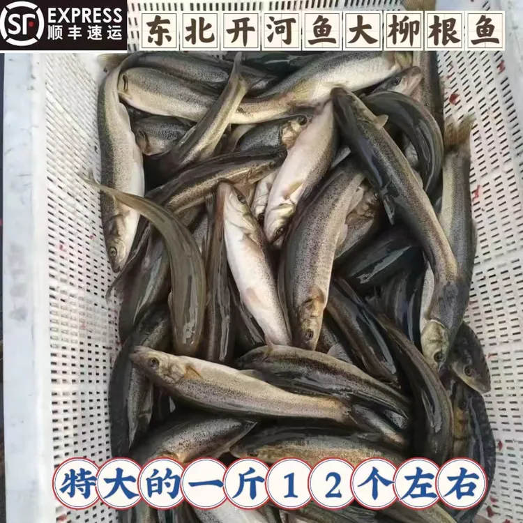 东北开河鱼大柳根鱼鲜活速冻真空淡水鱼冷水鱼保鲜不保活保温箱