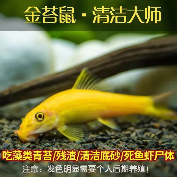 好养耐活金苔鼠鱼淡水热带鱼小型观赏鱼热带除藻清洁粪便工具鱼