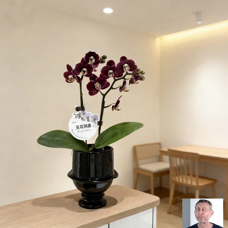 巧克力黑色系蝴蝶兰年宵花带花带花苞室内办公室好养花卉乔迁送礼