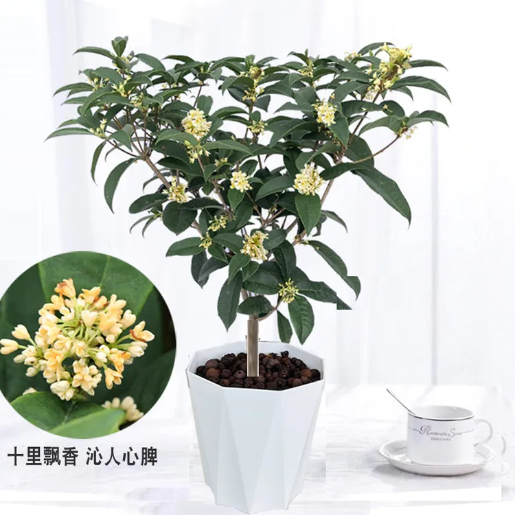 四季桂花盆栽开花带香味带小花苞种好露天庭院耐寒的盆栽花卉植物