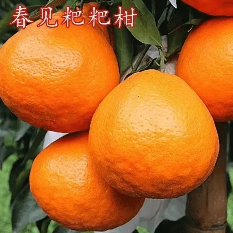 春见苗耙耙柑树苗春见树苗嫁接柑桔树苗春见粑粑柑橘苗当年结果