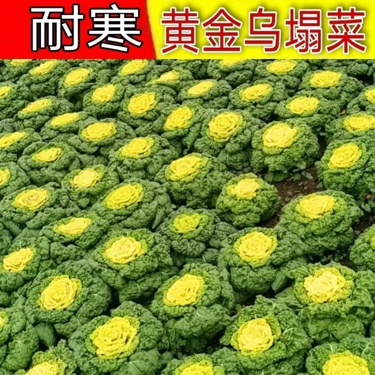黄心乌菜黄心菜新鲜乌塌菜四季白菜冬天青菜蔬菜孑黑菜秋冬季