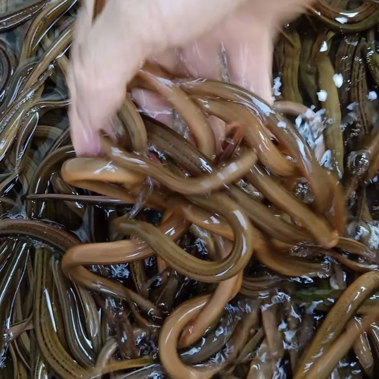【基地直发 顺丰包邮】鲜活开口小黄鳝