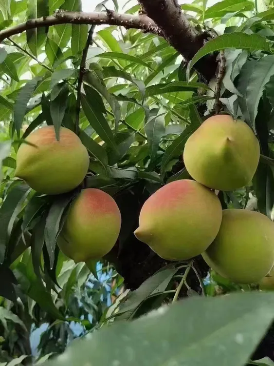 湖南正宗鹰嘴桃新鲜应季水果清甜脆口多汁桃子