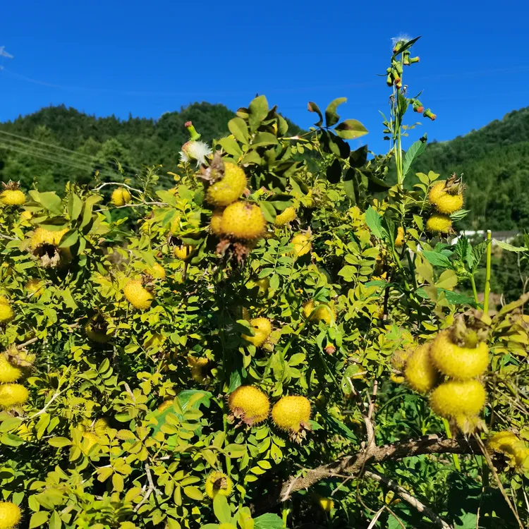 大果5斤装大山里的味道刺梨子维C之王新鲜采摘可泡酒，榨汁味鲜美