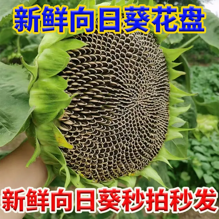 新鲜现摘向日葵带籽带盘葵花盘可生吃原味葵花籽盘