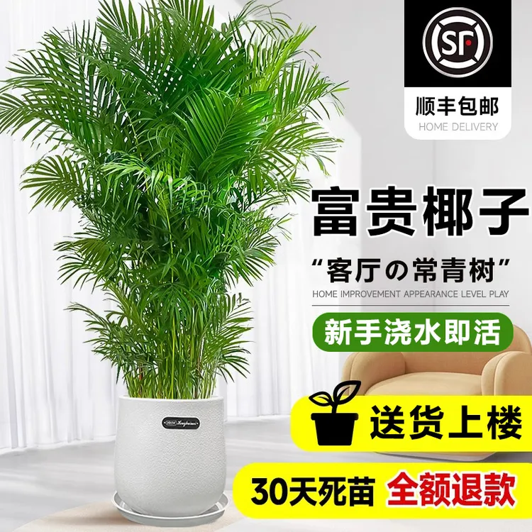 富贵椰子散尾葵适合四季常青净化客厅绿植客厅大摆件绿植盆栽室内