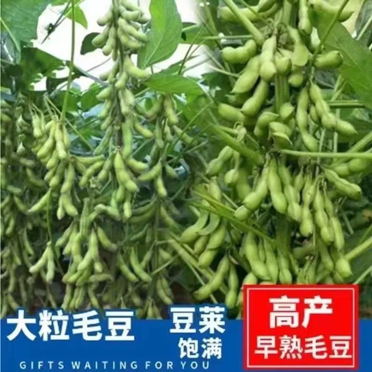 【早熟大粒毛豆种子】高产鲜荚毛豆种子矮杆大田阳台盆栽毛豆种子商品图