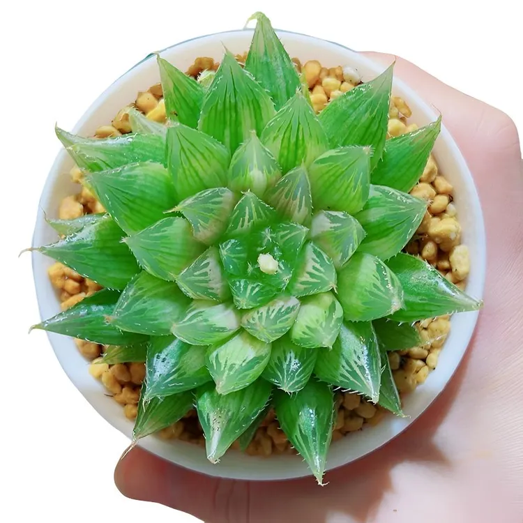 大号水晶掌【满16包邮】十二卷玉露