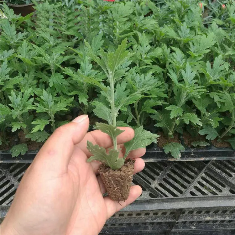 菊花苗盆栽四季菊乒乓千菊多年生食用秋菊全年开室内外绿植花卉
