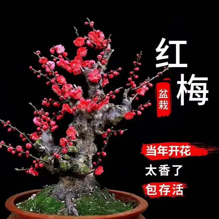 （买一送一）带芽浓香型梅花树盆栽室内外庭院阳台耐寒老桩花卉绿植