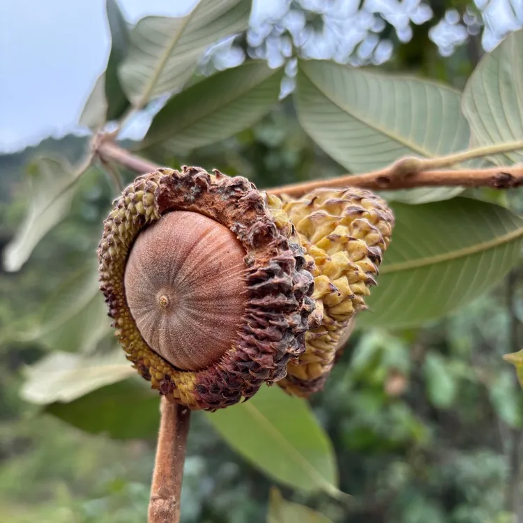  深山特产野生石头果2025年新货