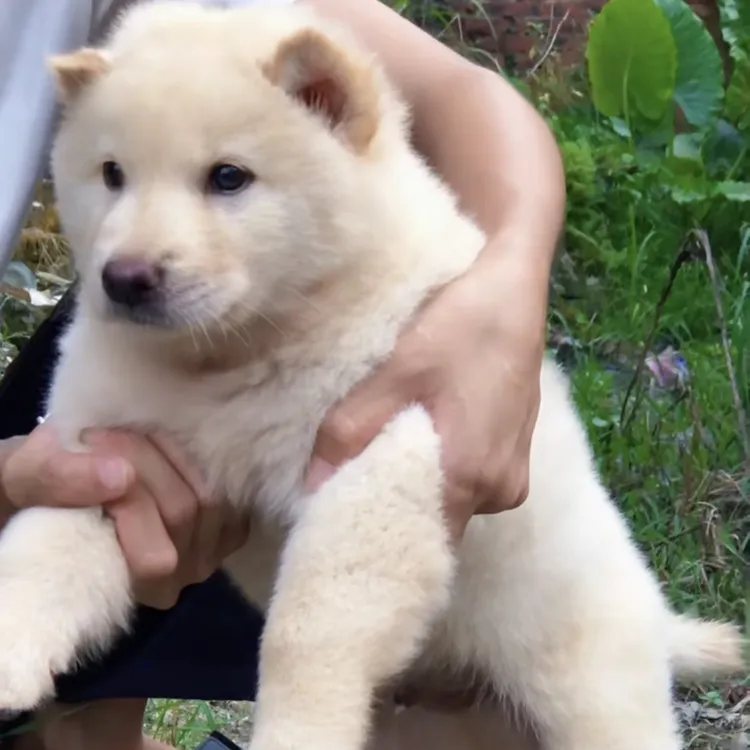 直播选宠中华田园土松犬宠物活体
