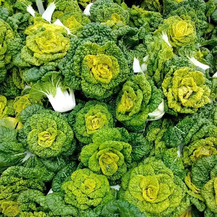 【现挖现发】露天种植河南霜打黄心菜乌塌菜菊花菜农家新鲜蔬菜